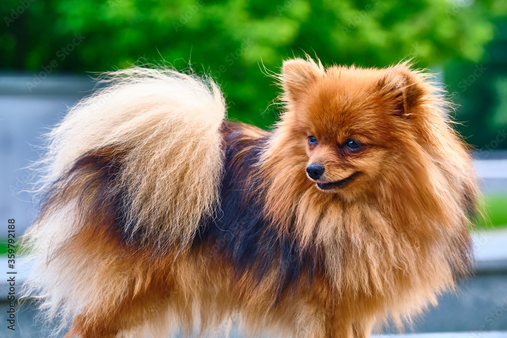 Little Fluffy beautiful dog. general plan color Little Fluffy beautiful dog. general plan color