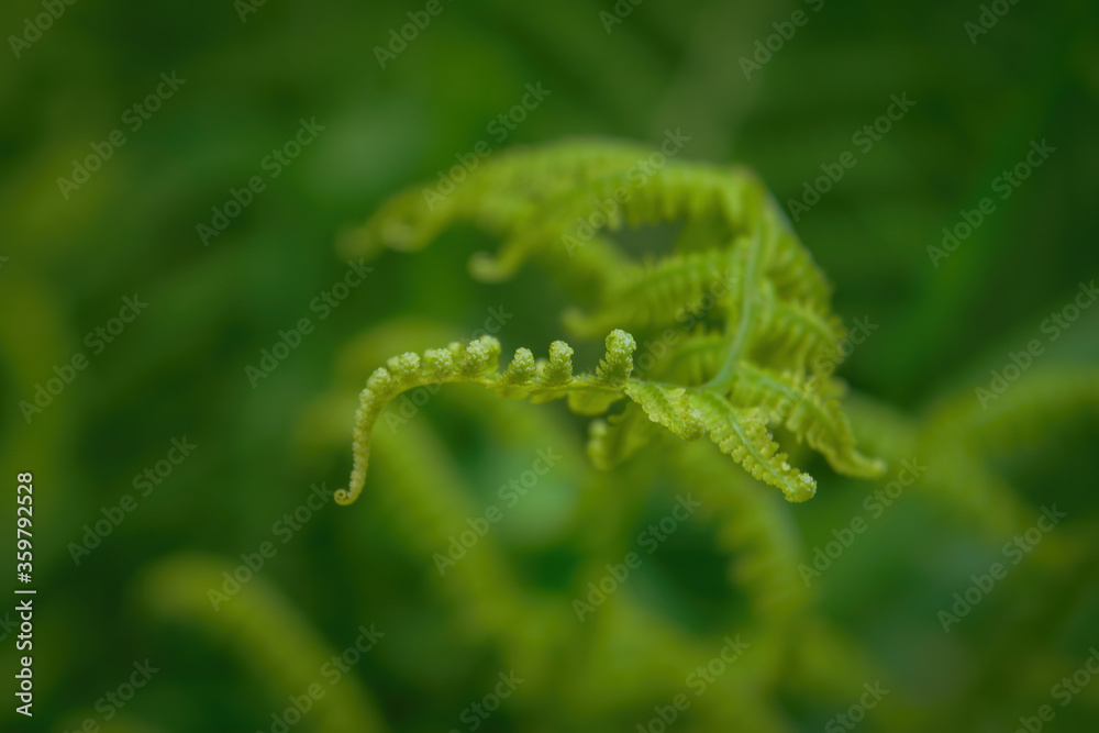 Young fern shoots on a blurred natural green background.