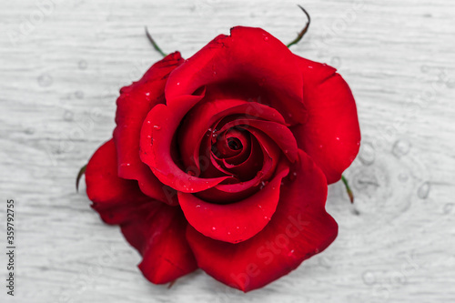 Close-up red rose bud on a light wooden background. Small drops of water on rose petals.
