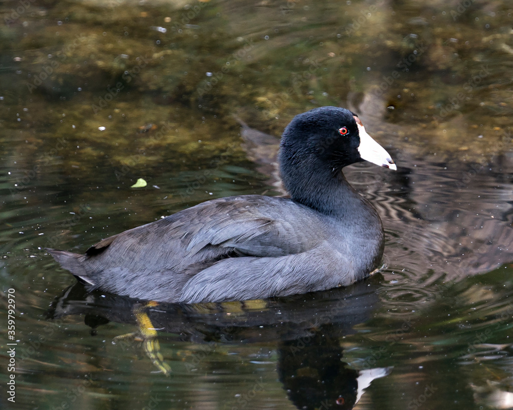 American Coot Bird Stock Photo. Image. Portrait. Picture. Close-up profile view in the water with reflection. Black colour.