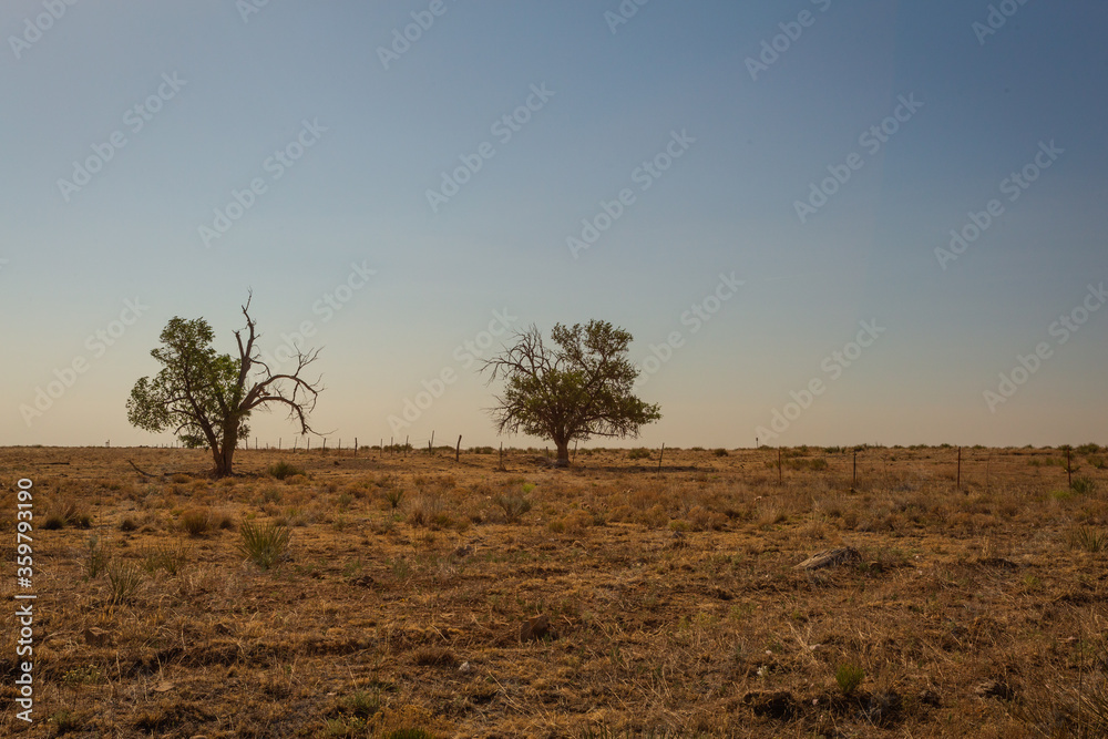 Isolated trees in barren, harsh, prairie landscape