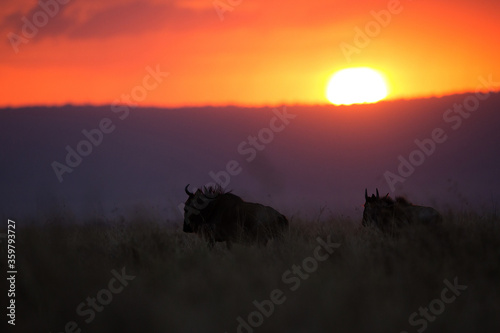 Wildebeest moving in Masai Mara grassland during sunset