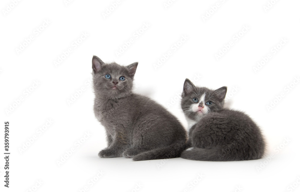 Two cute kittens on white