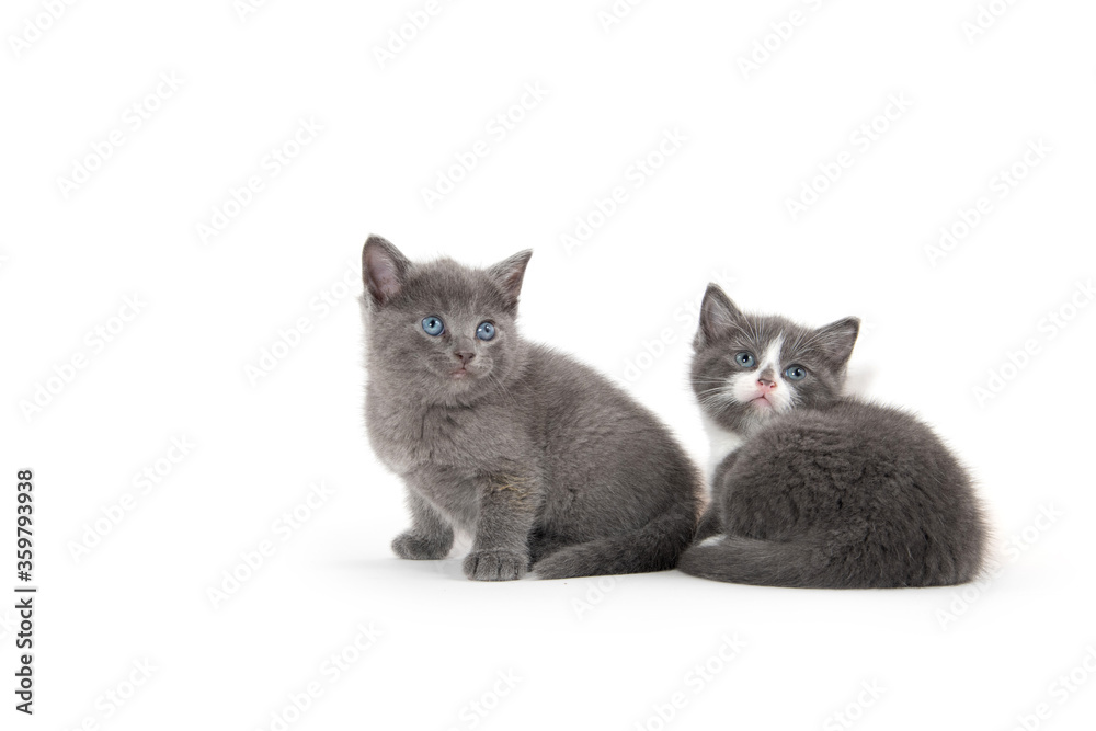 Fototapeta premium Two cute kittens on white
