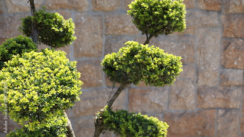Decorative plant on a stone wall background.
Interior, exterior, design.
