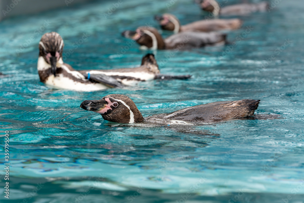 Fototapeta premium [動物]フンボルトペンギン