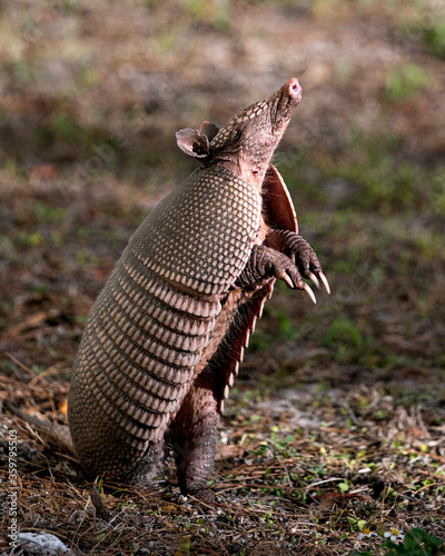 Armadillo Stock Photos.  Image. Portrait. Picture. Armadillo close-up profile view standing on its back legs and looking towards the sky in the field in its surrounding and environment. photo