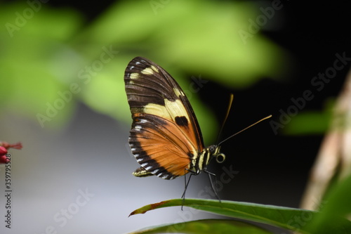 Butterfly on Leaf