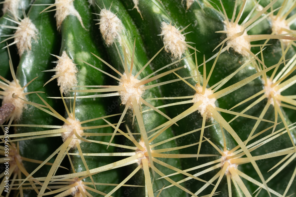 Cactus macro Cactus macro