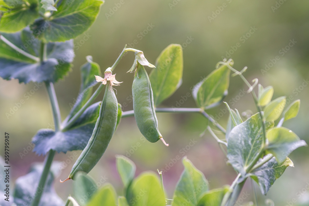 Pods of green peas grow on the garden Pods of green peas grow on the garden