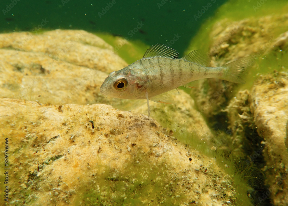 Unterwasseraufnahme von einem Stichling im Frauensee in Österreich. Ein Fisch in einem Natursee Unterwasseraufnahme von einem Stichling im Frauensee in Österreich. Ein Fisch in einem Natursee