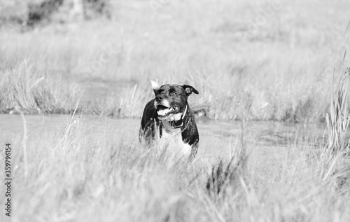 Happy dog playing in water outdoors in black and white.