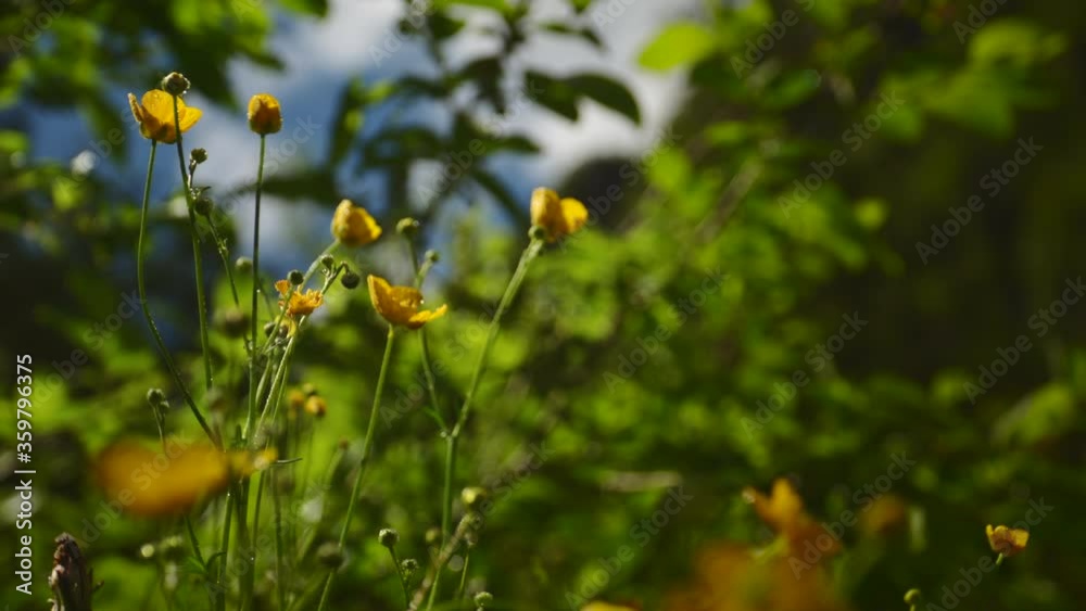 little yellow flowers on a sunny morning with dew little yellow flowers on a sunny morning with dew