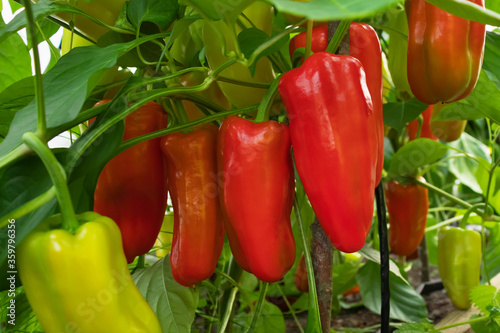 Several red sweet peppers ripen on a bush in a greenhouse