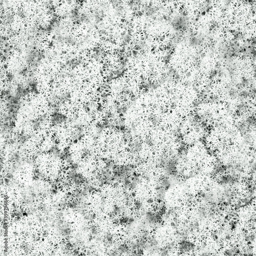 Northern reindeer moss closeup, forest litter, seamless natural texture, background Northern reindeer moss closeup, forest litter, seamless natural texture, background
