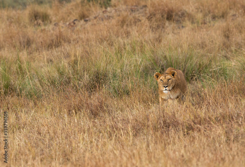 Lion following a Zebra in the grasses, Masai Mara