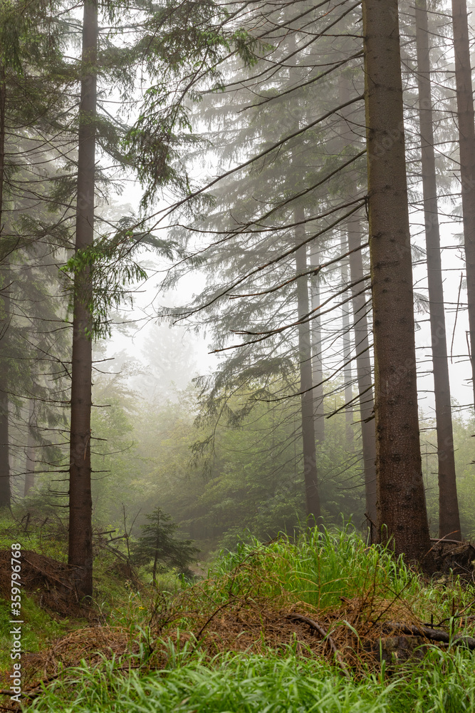 Misty forest in the mountains. Spruces growing in mountainous terrain,