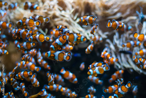 Obraz na plátně Plenty of Clown Fishes in Aquarium of Monaco Oceanographic Institute Museum