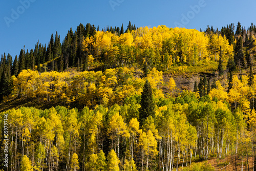 Golden aspens in the fall along Slate River Road near Crested Butte, Colorado.