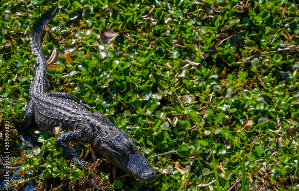 Alligator Sleeps Atop Vines Alligator Sleeps Atop Vines