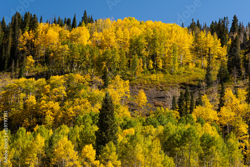 Golden aspens in the fall along Slate River Road near Crested Butte, Colorado.