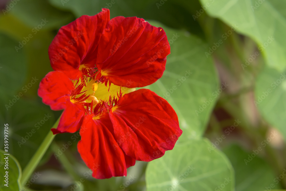 Red nasturtium flower on a flowerbed in a garden closeup Red nasturtium flower on a flowerbed in a garden closeup
