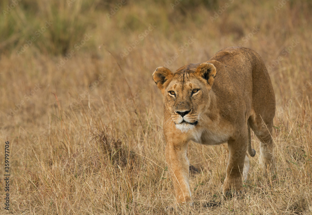 Lioness stalking a Zebra (not in frame) Lioness stalking a Zebra (not in frame)