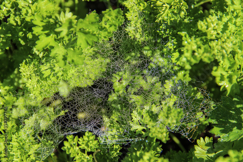 Morning dew on the spider web and spider in the middle of the web, in its house.