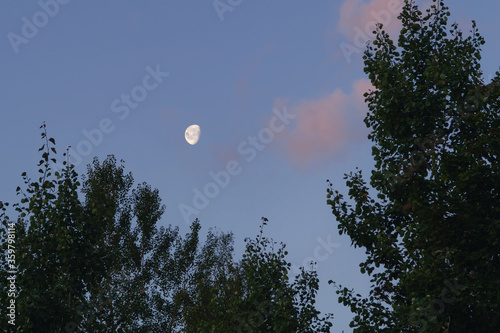 Evening landscape - the tops of trees and the moon in the clear sky