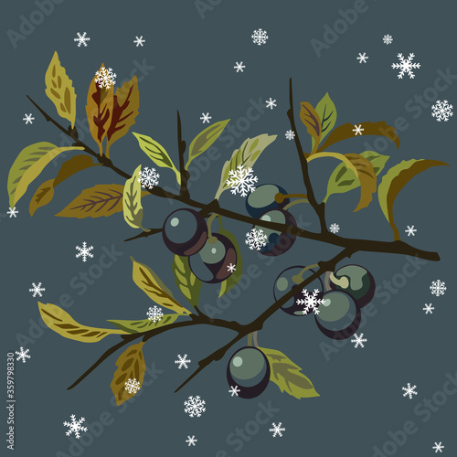  Branch of blackthorn plant with leaves and berries under snowflakes. Isolated vector illustration. Prune fruits. Prunus spinosa.