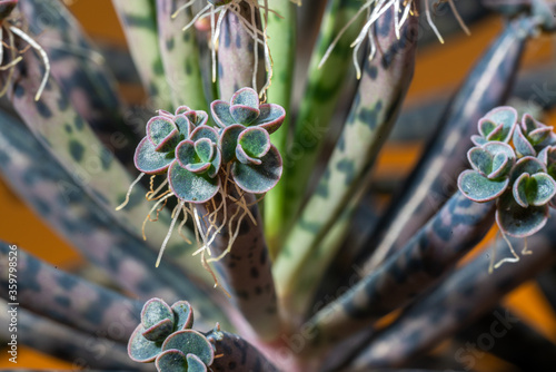 Mother Of Thousands, Kalanchoe daigremontiana