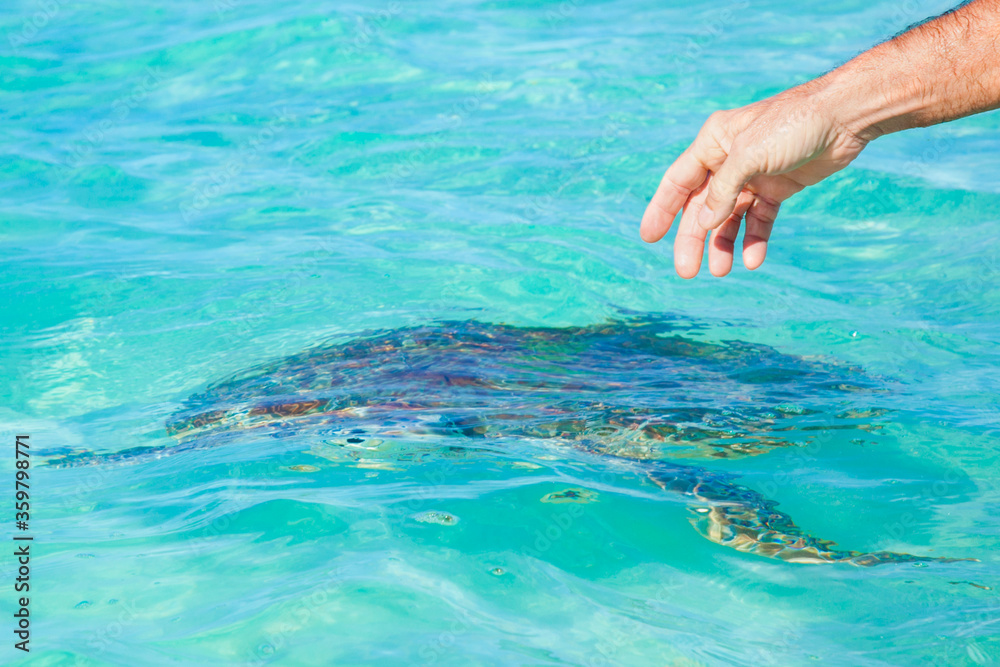 A man's hand points to a sea turtle in the ocean. Concept danger of touching wild animals.