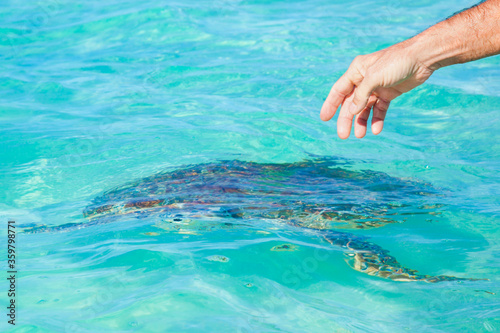 A man's hand points to a sea turtle in the ocean. Concept danger of touching wild animals.