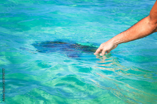 A man's hand touches a sea turtle in the ocean. Concept danger of touching wild animals.