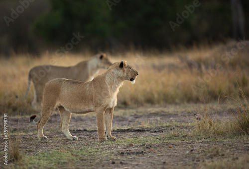 Lioness observing the surrounding in the morning,  Masai Mara