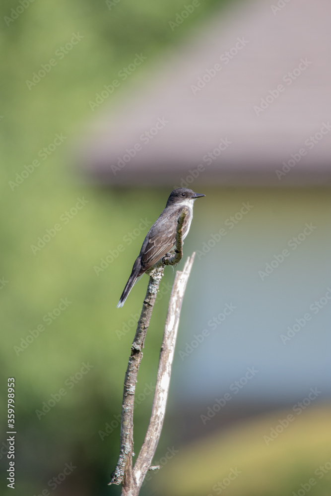 An Eastern Kingbird perched on wood in a rural yard An Eastern Kingbird perched on wood in a rural yard