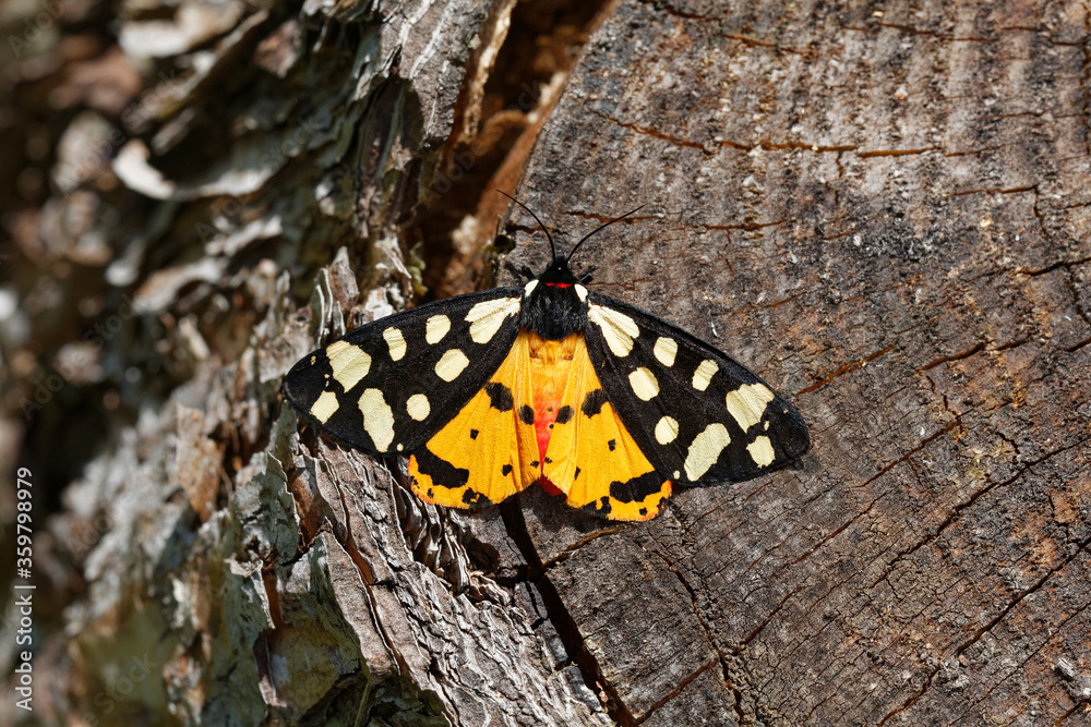 A Cream-spot tiger sitting on a old tree stump. A Cream-spot tiger sitting on a old tree stump.