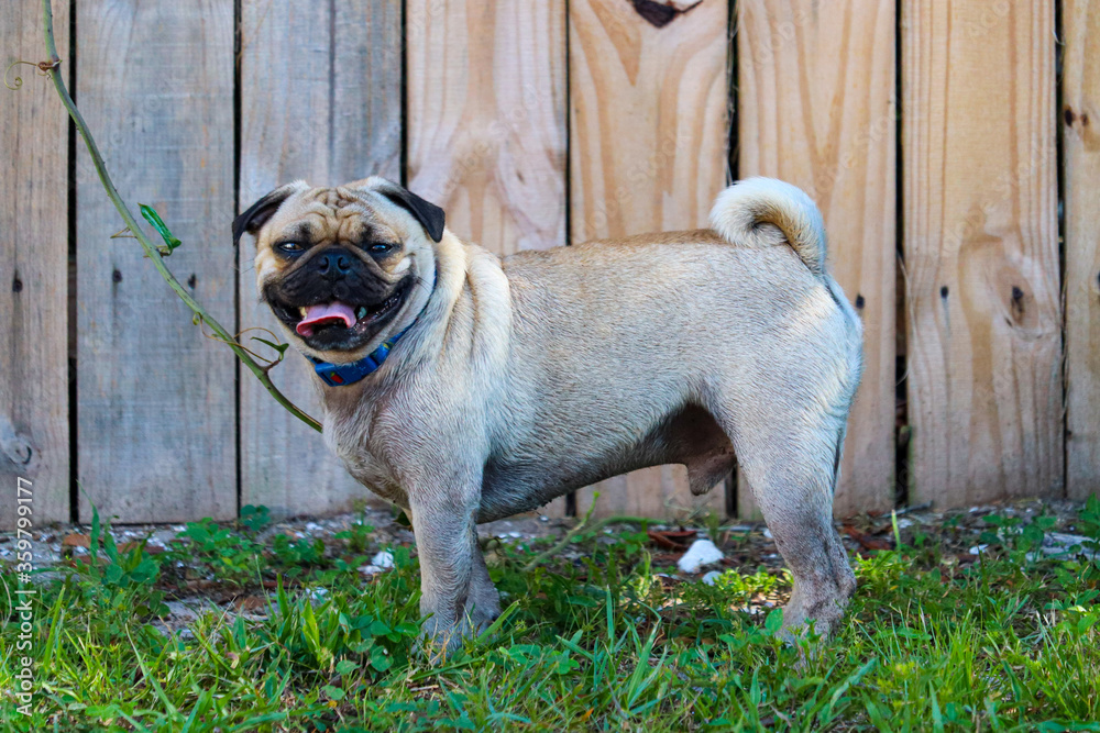 Pug standing by a fence