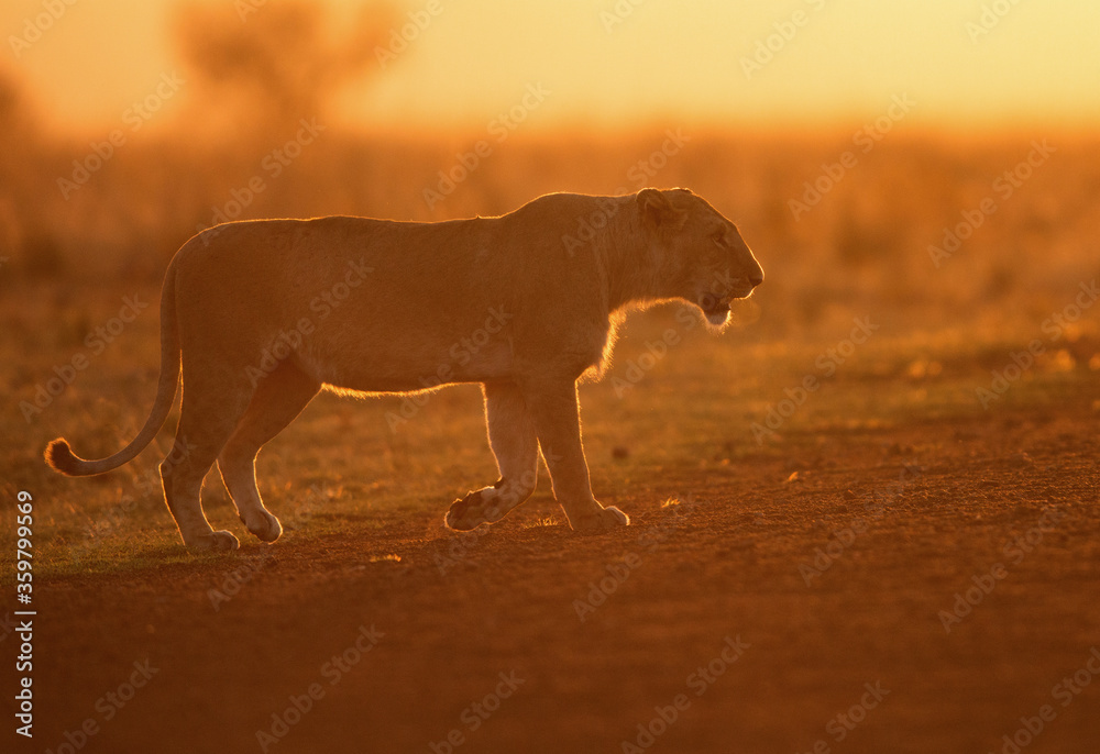Lioness in the morning light, Masai Mara Lioness in the morning light, Masai Mara