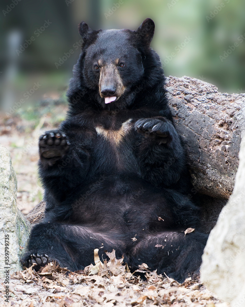 Black Bear Stock Photos. Black Bear making a spectacle funny show. Black Bear resting by a rock and log and looking at the camera displaying tongue, black fur, head, ears, eyes, muzzle, paws, claws. Black Bear Stock Photos. Black Bear making a spectacle funny show. Black Bear resting by a rock and log and looking at the camera displaying tongue, black fur, head, ears, eyes, muzzle, paws, claws.
