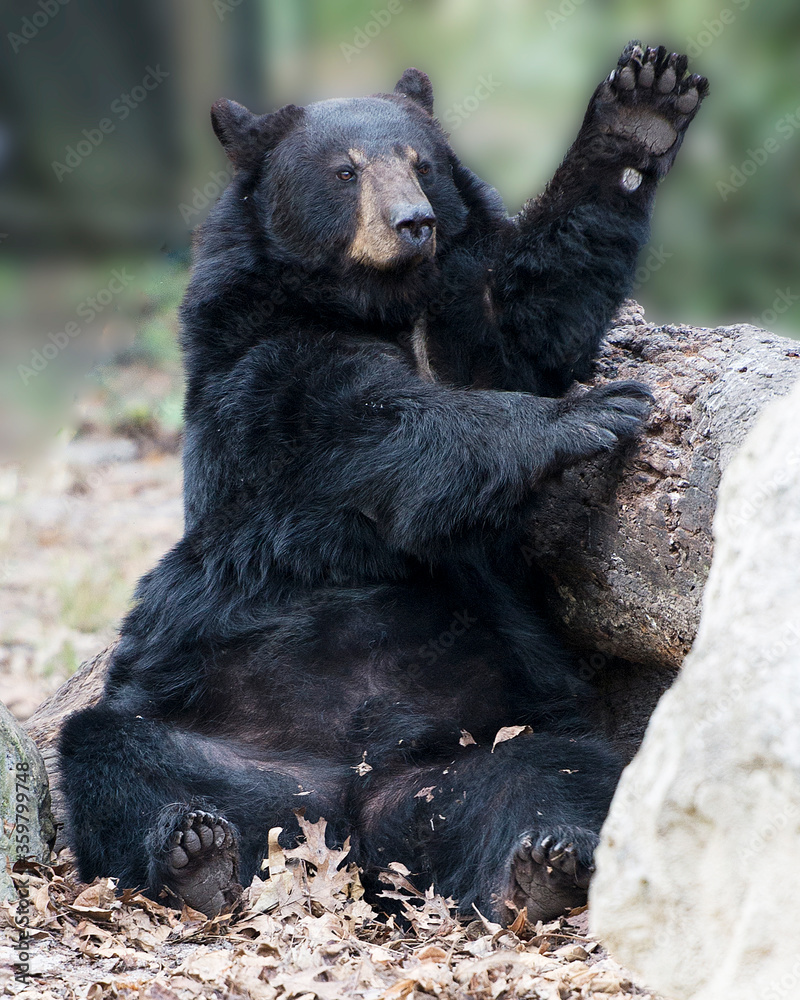 Black Bear Stock Photos. Black Bear resting by a rock and log and waving at the camera displaying black fur, head, ears, eyes, muzzle, paws, claws in its environment making a spectacle show. Black Bear Stock Photos. Black Bear resting by a rock and log and waving at the camera displaying black fur, head, ears, eyes, muzzle, paws, claws in its environment making a spectacle show.