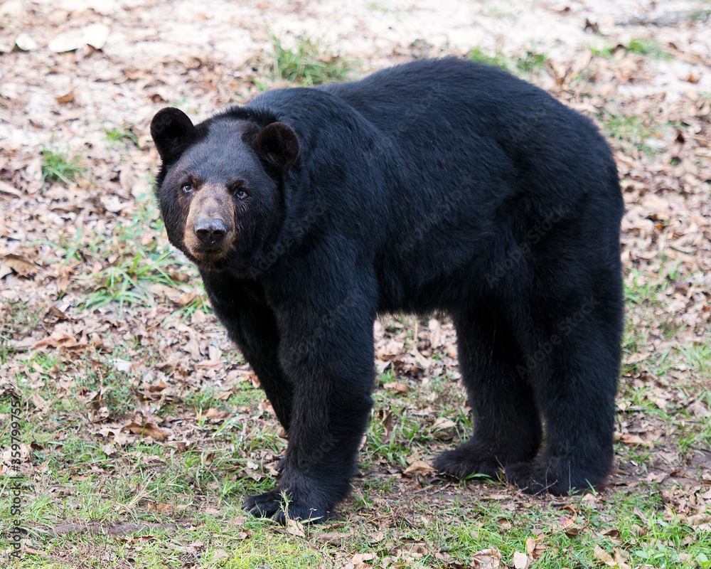 Black Bear Stock Photos. Black bear in the forest looking at the camera in its surrounding and environment displaying black fur, head, ears, nose, eyes, muzzle with foliage background. Black Bear Stock Photos. Black bear in the forest looking at the camera in its surrounding and environment displaying black fur, head, ears, nose, eyes, muzzle with foliage background.