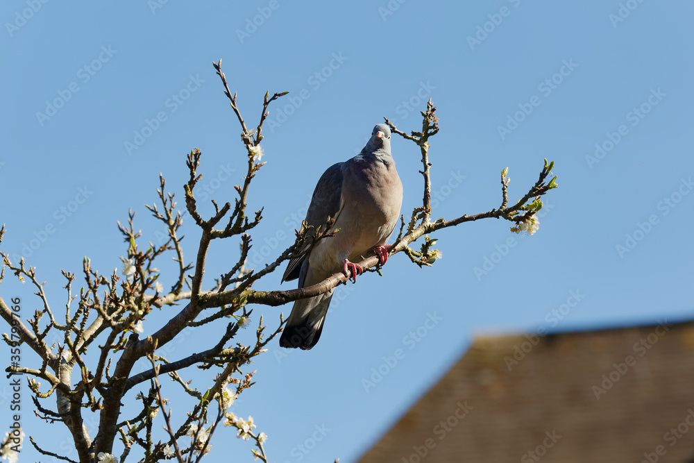 A Common wood pigeon perched on a Plum tree. A Common wood pigeon perched on a Plum tree.