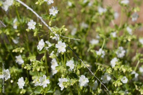White blossoms of Wishbone Bush, Mirabilis Laevis, Nyctaginaceae, native Perennial Subshrub in the fringes of Twentynine Palms, Southern Mojave Desert, Springtime.