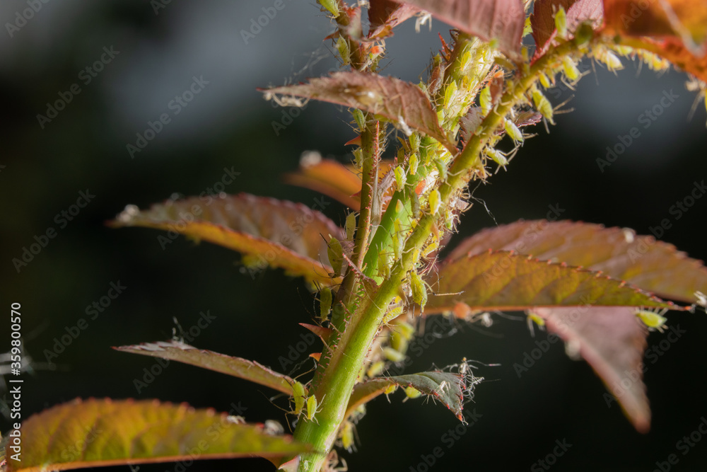 Fototapeta premium Aphids on rose stems, close-up, selective focus.