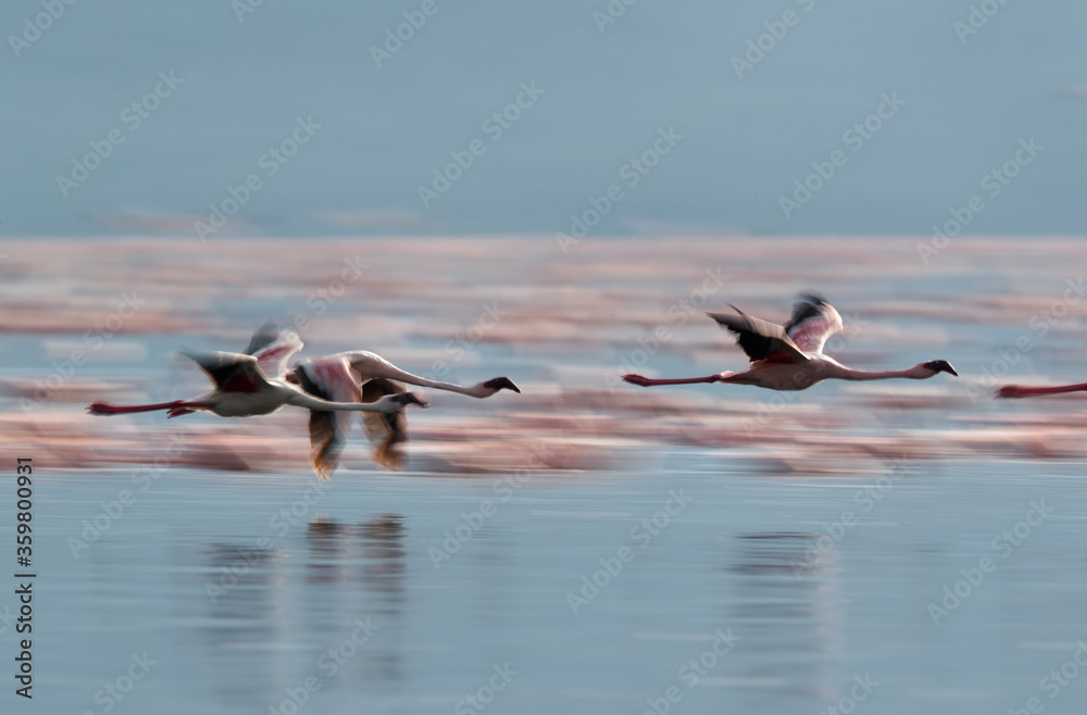 Lesser Flamingos flying at Bogoria Lake, a panning image