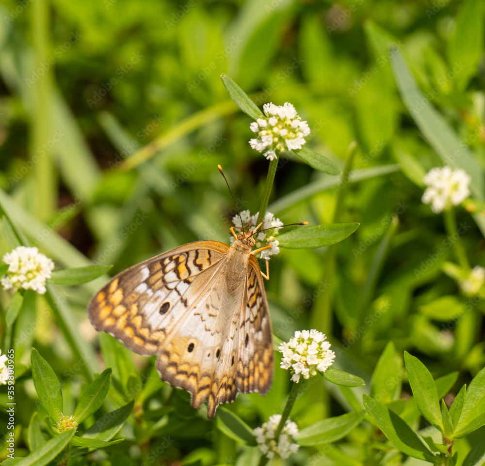 Fototapeta premium Urban Nature Photography South Florida Wildlife