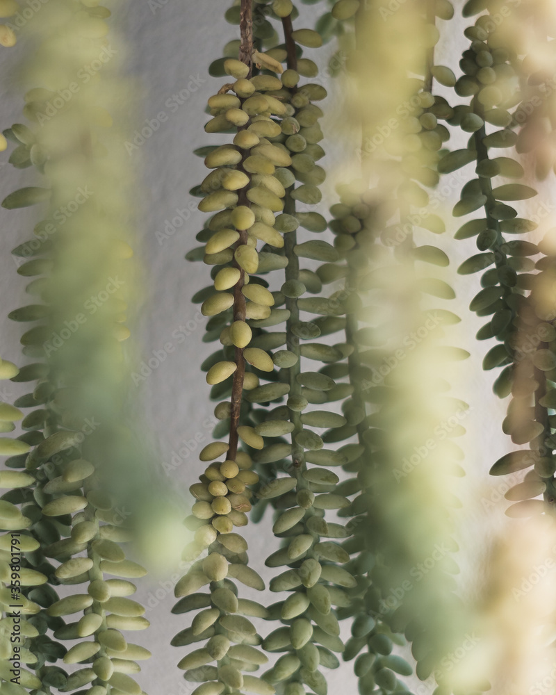 Naklejka premium Plant