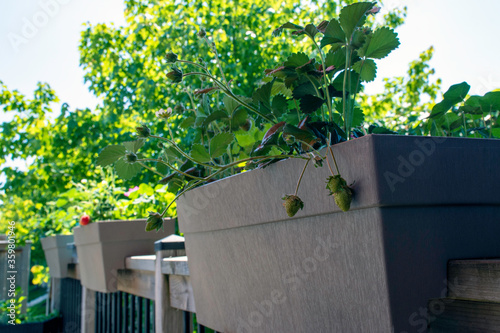 Fresh food from your own garden is part of a healthy lifestyle. Everblooming strawberries seen here in railing planter boxes have three crops and are harvested through summer into fall. photo