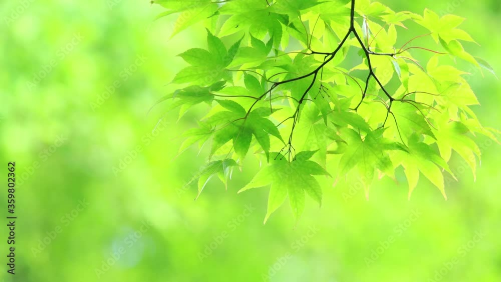 夏の爽やかな森林 風に揺れる青もみじ 夏の爽やかな森林 風に揺れる青もみじ